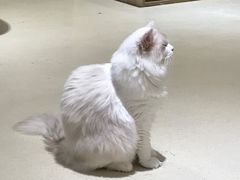 -藏猫猫咖啡主题馆(中央大道店)