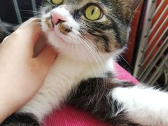 -纳吉亚猫专科动物医院·北北分院