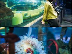 -瑞普利水族馆