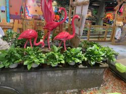 -卡通尼·Safari非洲探索乐园·生日会(金桥国际商业广场店)