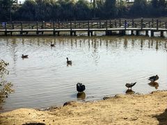 -鄱阳湖国家湿地公园