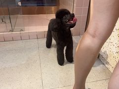 -FAELING PETS美天灵宠物(富力广场店)