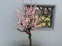 -无锡梅园公园