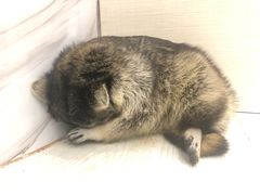 -浣熊柯尔鸭土拨鼠·电玩咖