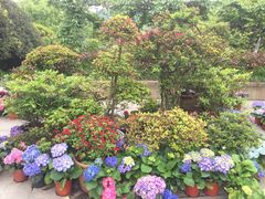 -南山植物园