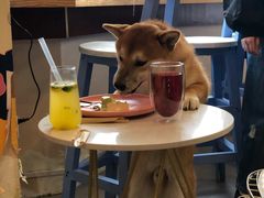 -喜柴咖啡·柴犬狗咖