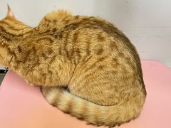 -御宝贝·A梦猫科宠物医院(国际猫友好医院)