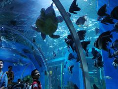 -顺德南宏海立方海洋公园