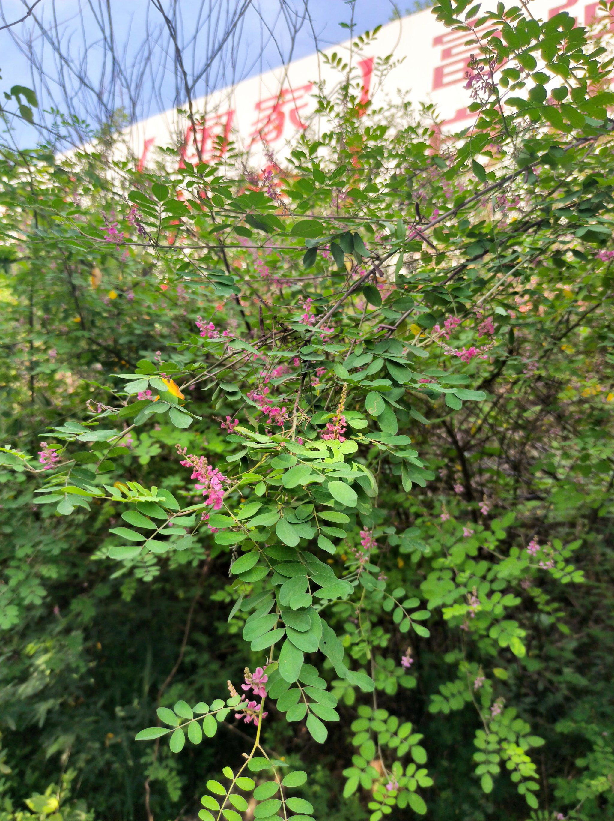 摄影|是木蓝,不是木兰