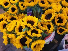 -三圣花乡旅游区