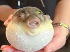 镇江秧草烧豚鱼-永安鱼庄·镇江菜(东吴路店)