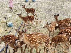 -新疆天山野生动物园