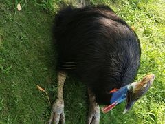 -西霞口神雕山野生动物世界