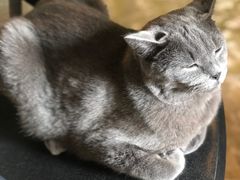 -猫猫幼稚园·撸猫·桌游·电玩