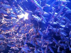 -成都浩海立方海洋公园