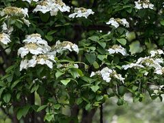 -金典银峰老鹅馆·昆山菜(亭林公园店)