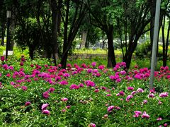 -石家庄市植物园