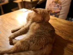 -more than meow吴止猫主题餐厅(承德 中船汇店)