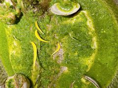 -狮拾久·现代新加坡料理(壹方城店)