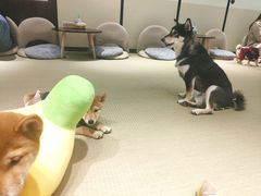 -逗柴咖啡屋·狗咖猫咖宠物桌游