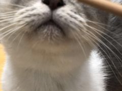 -猫色咖啡·猫咖