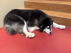 -和它·交个朋友·狗咖猫咖(爱琴海店)
