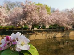 -海棠花溪(元大都城垣遗址公园)