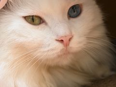 -有猫主题·治愈系猫咖(曾厝垵店)