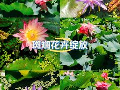 -黄兴公园
