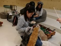 -飞行喵MR PILOT|猫舍·猫咖(静安大融城店)