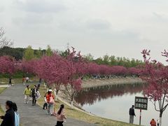 -羊山湖公园