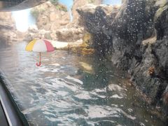 -大阪海游馆