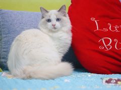 -Bastet sally猫舍购宠(静安店)