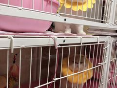 -瑞派·关忠动物医院·异宠专科·犬猫肿瘤·皮肤专科(望京店)