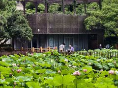 -陈家山荷花公园