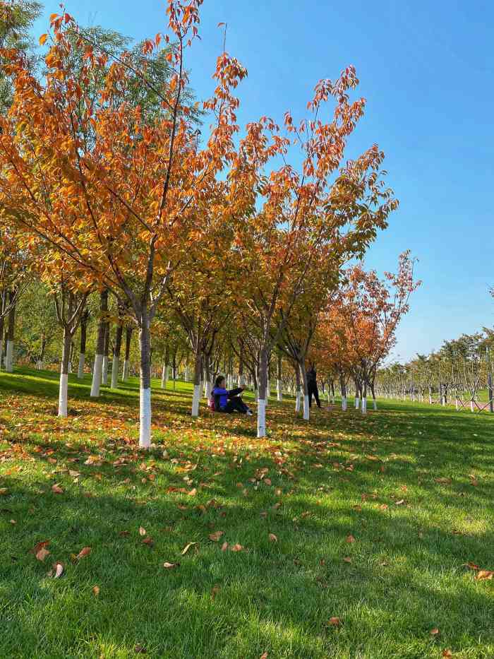 潮白河樱花公园-"地点:大厂潮白樱花公园路线:过了友谊大.