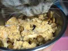 -创凡宠物医院·骨专科  猫科中心(西乡分院)