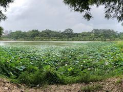 -广西壮族自治区药用植物园