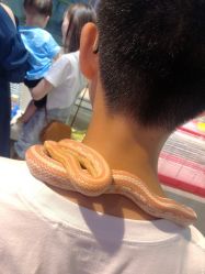 -Moni星球萌宠·小马宝莉·灵蛇·高端高阶全萌宠互动体验俱乐部(红豆国际广场店)