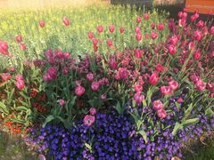 -人民公园-相亲角