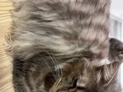 -楼上猫咖(罗湖店)