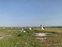 -盐城丹顶鹤湿地生态旅游区