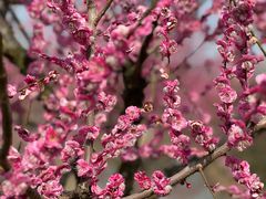 -花开海上生态园