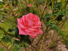 -亚龙湾国际玫瑰谷