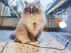 -喵喵咪呀布偶猫咖(春熙路店)