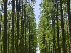 -渌洋湖湿地公园