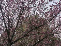 -南山植物园