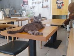-平行世界·猫咖(首经贸店)