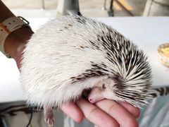 -清迈夜间动物园