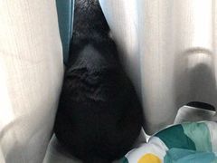 -宠颐生宠物医院·犬猫全科·皮肤科(商业街店)